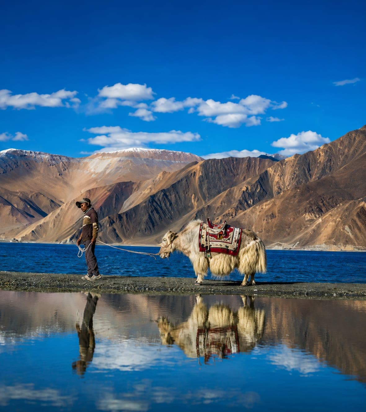 A yak by the shore of Pangong Lake in Ladakh