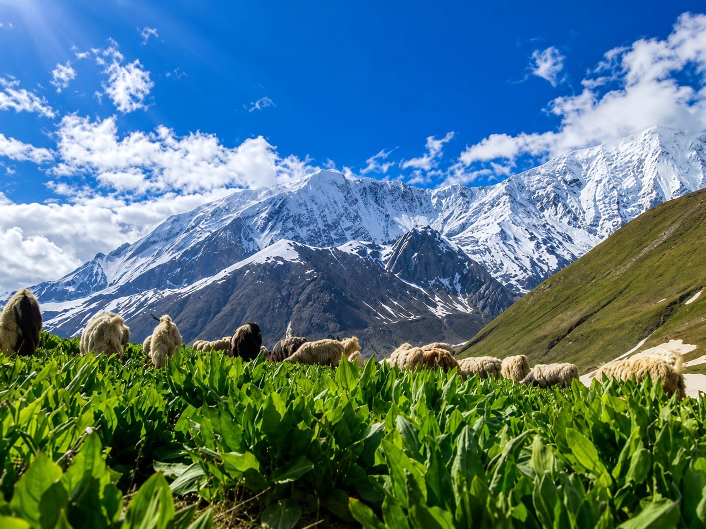Sheep grazing on a high pasture below snow peaks near Munsiyari